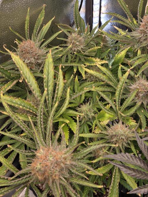 HSC All Gas OG-Autopot  Coco. Week 14