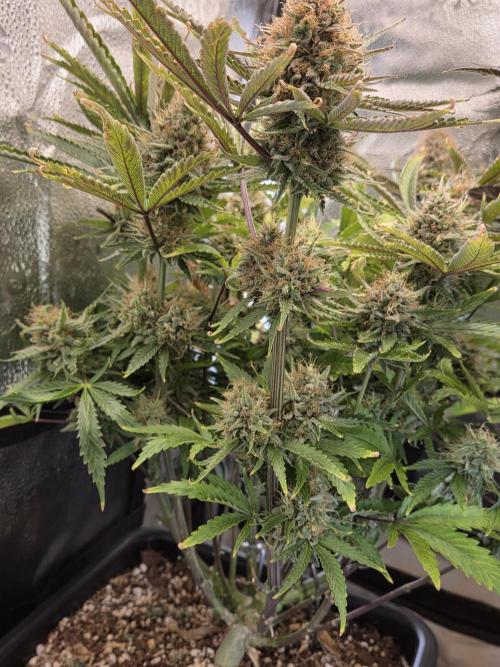 HSC All Gas OG-Autopot  Coco. Week 14