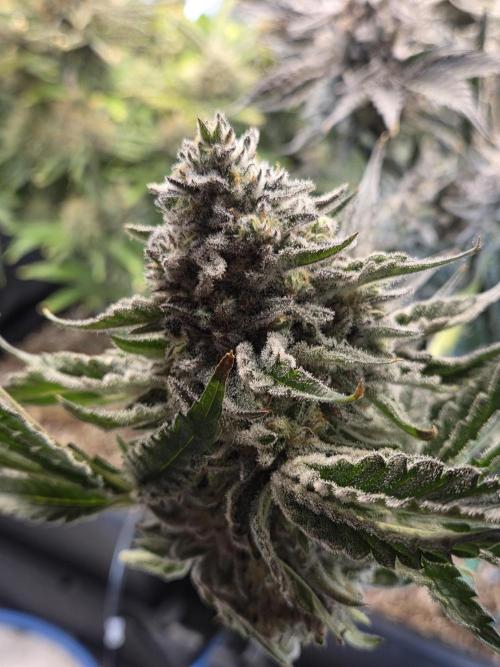 HSC All Gas OG-Autopot  Coco. Week 14