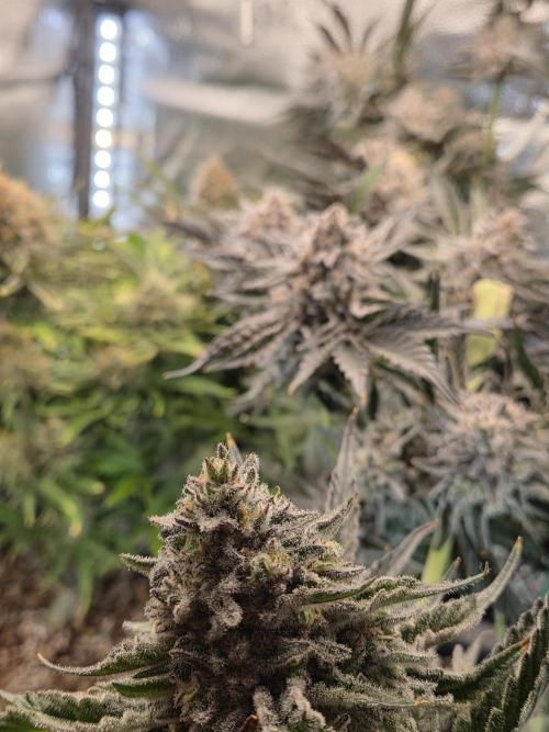 HSC All Gas OG-Autopot  Coco. Week 14