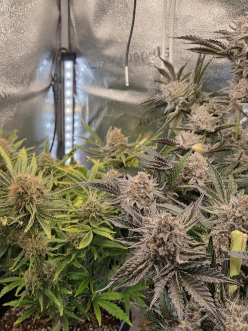 HSC All Gas OG-Autopot  Coco. Week 14