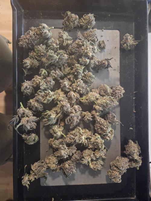 HSC All Gas OG-Autopot  Coco. Week 15