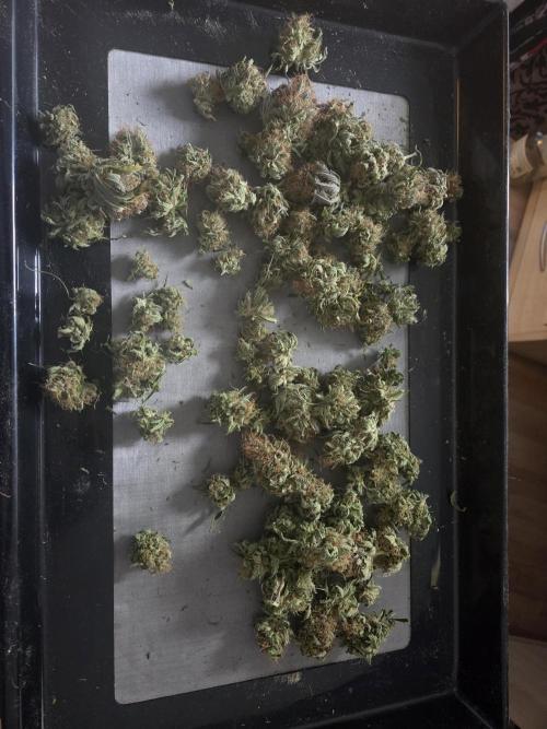 HSC All Gas OG-Autopot  Coco. Week 15