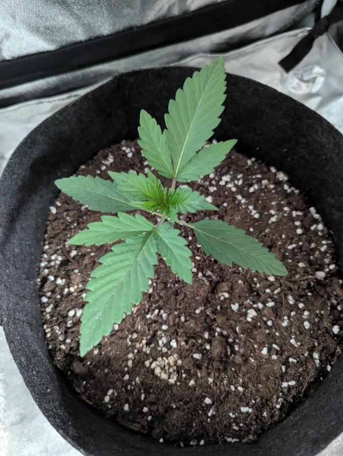 Pinot Noir Mephisto - Summer '25. Week 2