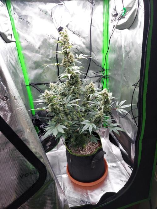 Bedroom Gardens. Week 12 - Think that's 10 weeks