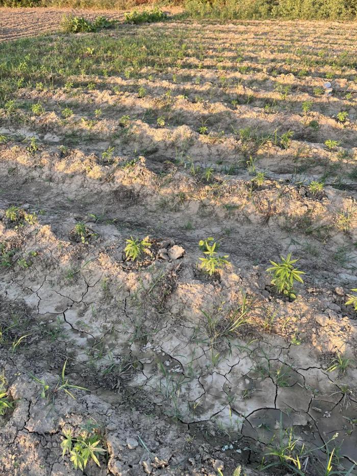 Strain haunting. Week 3 - Breeding flap jack with my own tropical strains.