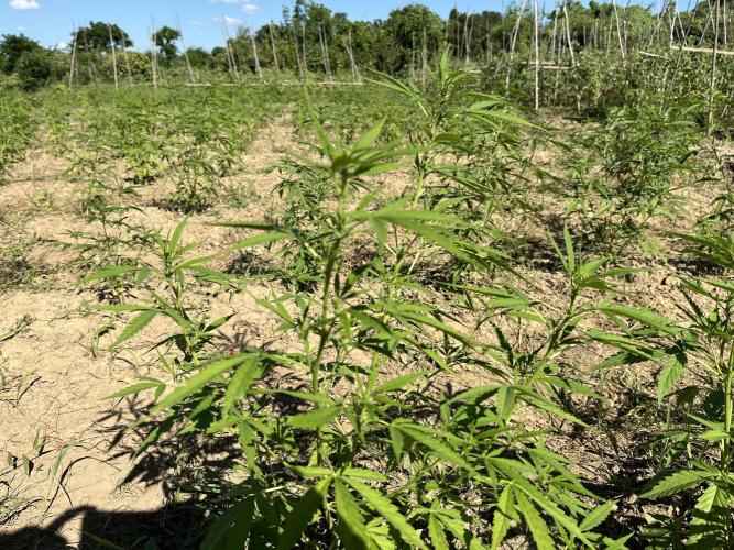 Strain haunting. Week 2