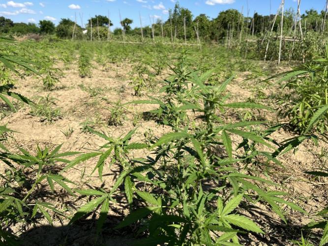 Strain haunting. Week 2