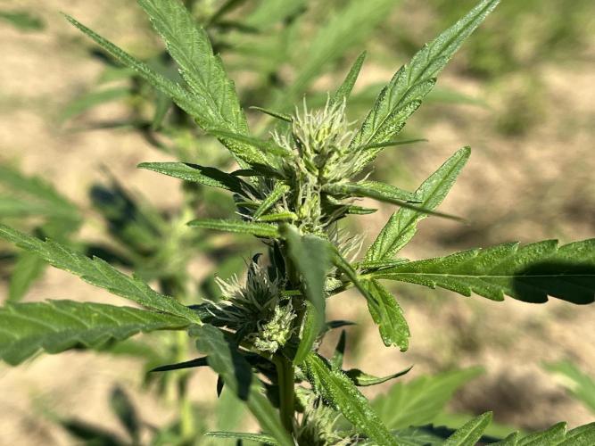 Strain haunting. Week 2