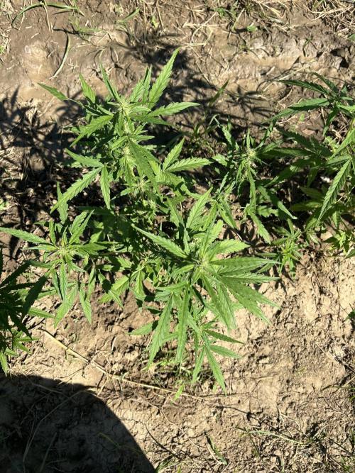 Strain haunting. Week 2