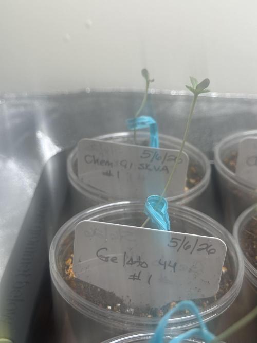 Going for the gusto. Week 1
