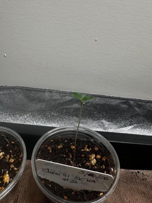 Going for the gusto. Week 1