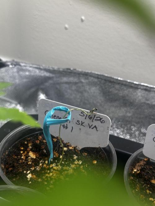 Going for the gusto. Week 3