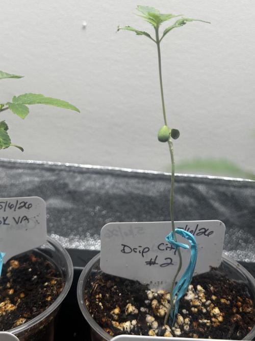 Going for the gusto. Week 3