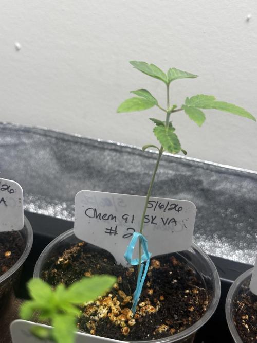Going for the gusto. Week 3