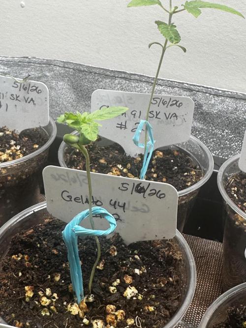 Going for the gusto. Week 3