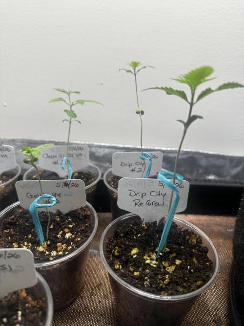 Going for the gusto. Week 3