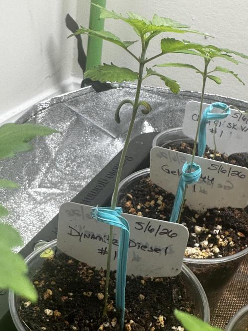 Going for the gusto. Week 3