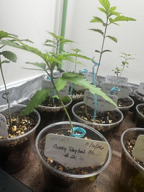 Going for the gusto. Week 3