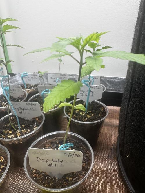 Going for the gusto. Week 3