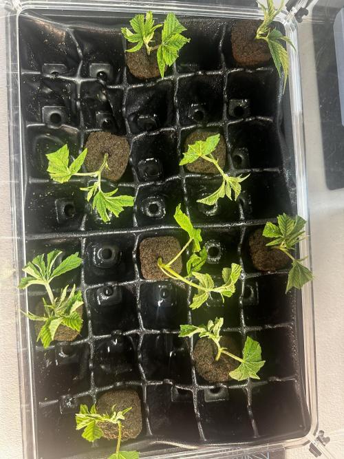 Going for the gusto. Week 3 - GG#4 Clones