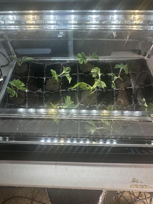 Going for the gusto. Week 3 - Only need 5