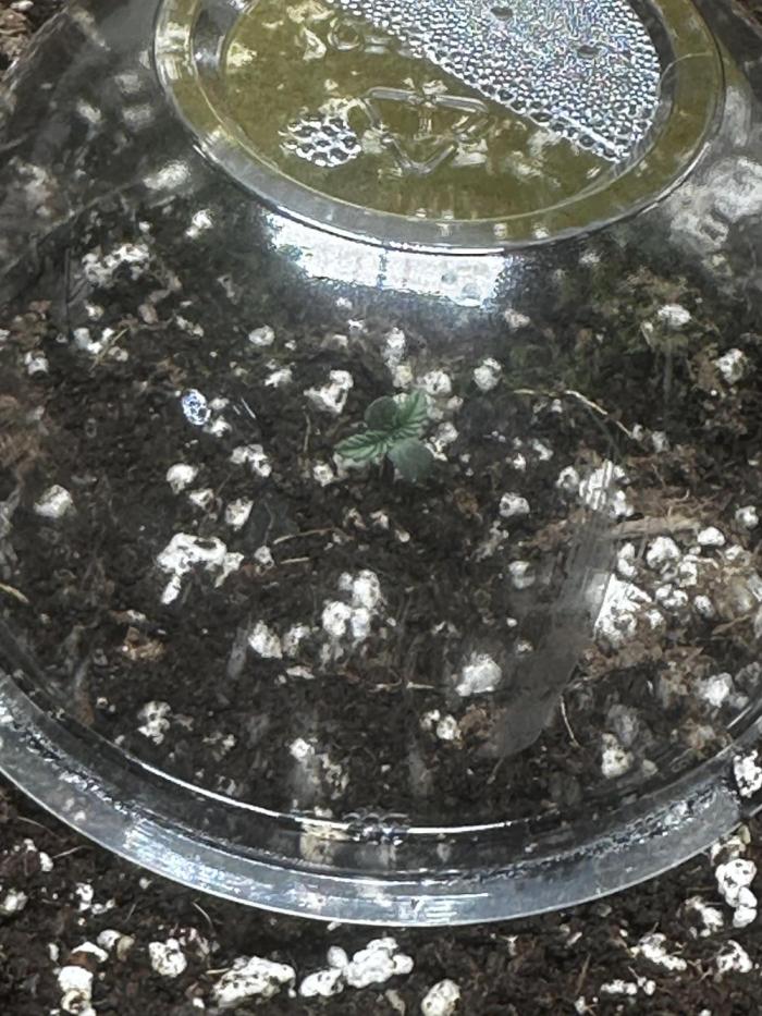 My First Auto. Week 1 - She's Here!
