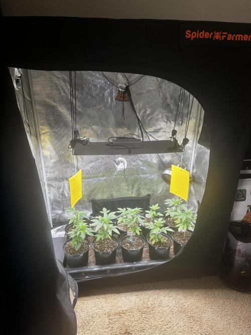Going for the gusto. Week 5