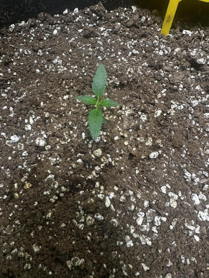 My First Auto. Week 2 - She here!
