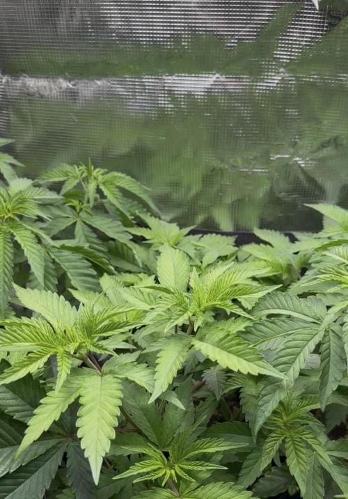 Going for the gusto. Week 6 - Look at my babies
