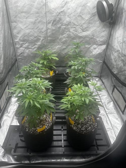Going for the gusto. Week 7 - New home...Transplanted 6/23