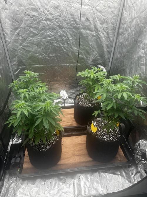 Going for the gusto. Week 7 - New home...Transplanted 6/23