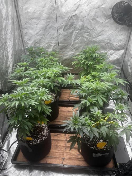 Going for the gusto. Week 8 - Finally got tray2grow's complete.