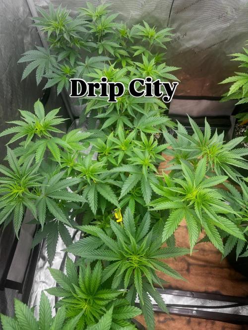 Going for the gusto. Week 8
