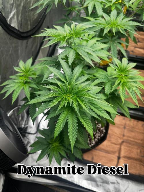 Going for the gusto. Week 8