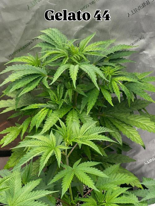 Going for the gusto. Week 8 - Gelato 44
