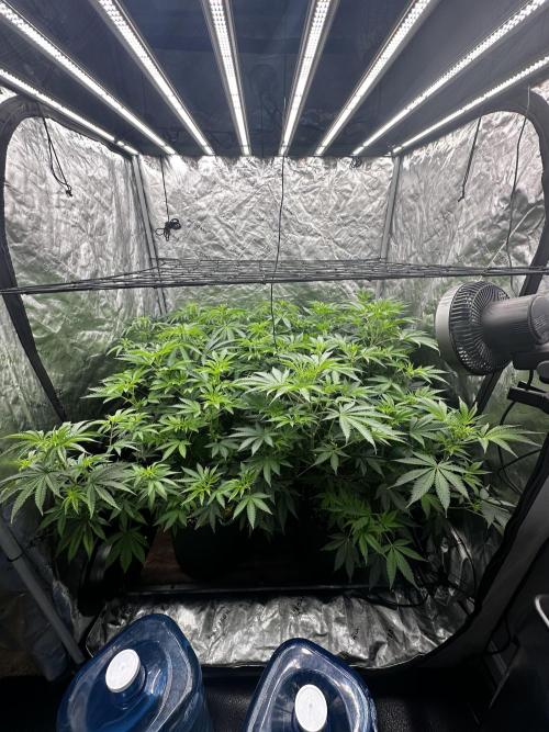 Going for the gusto. Week 9