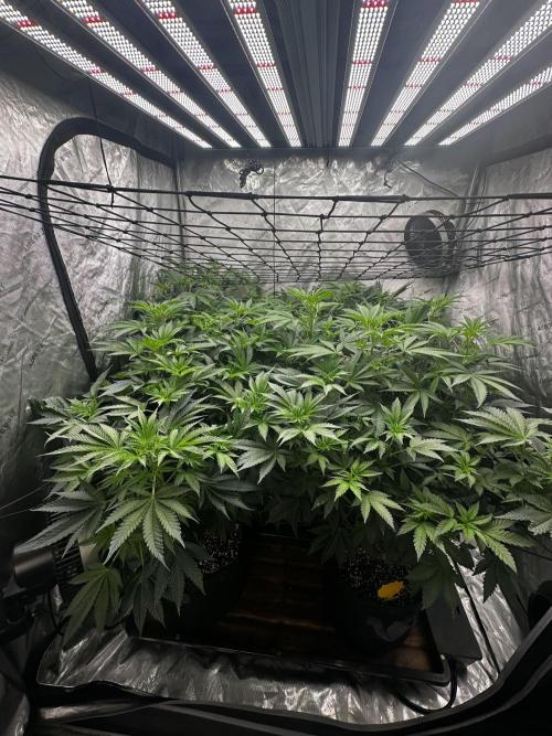 Going for the gusto. Week 9