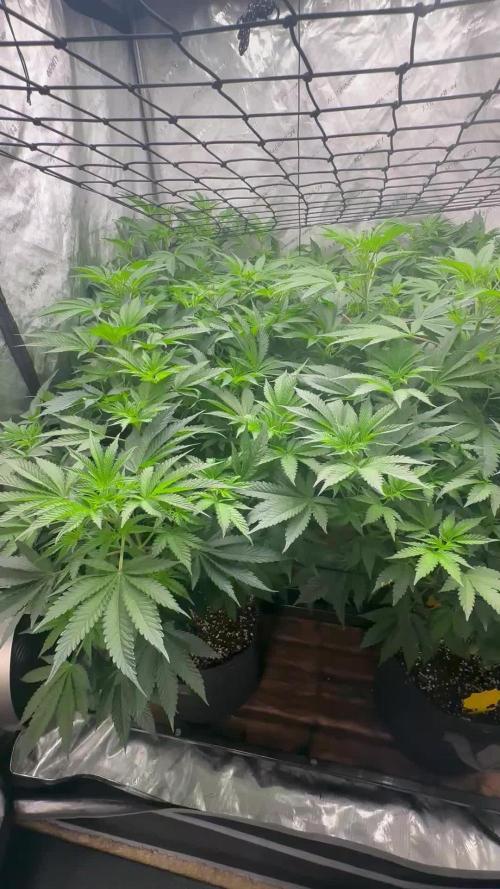 Going for the gusto