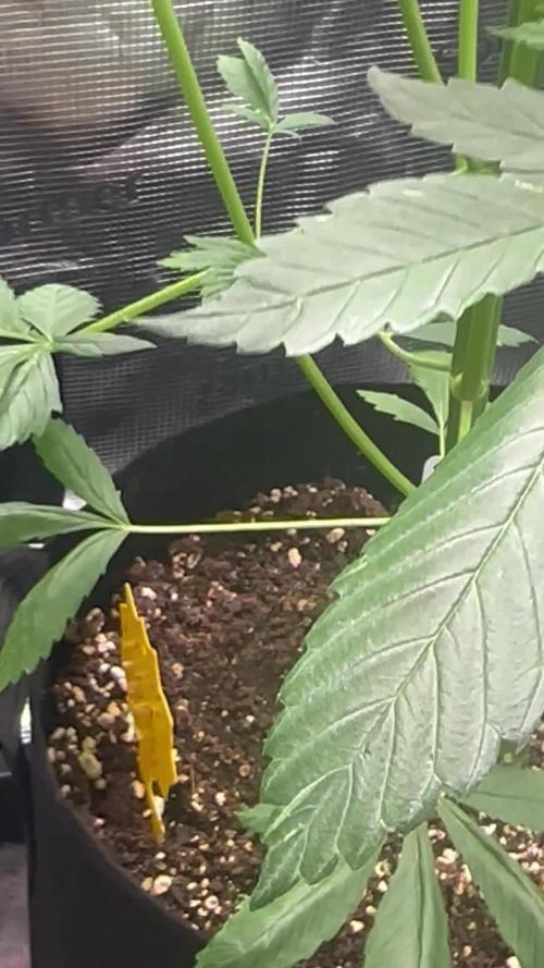 My First Auto