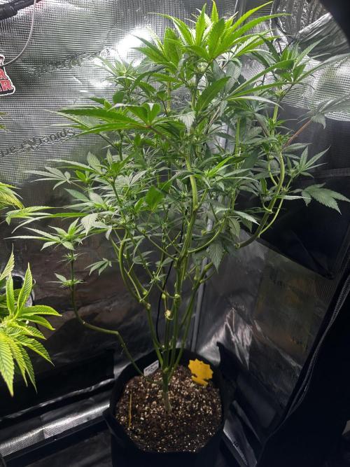 My First Auto. Week 7 - Hope she’s done stretching.