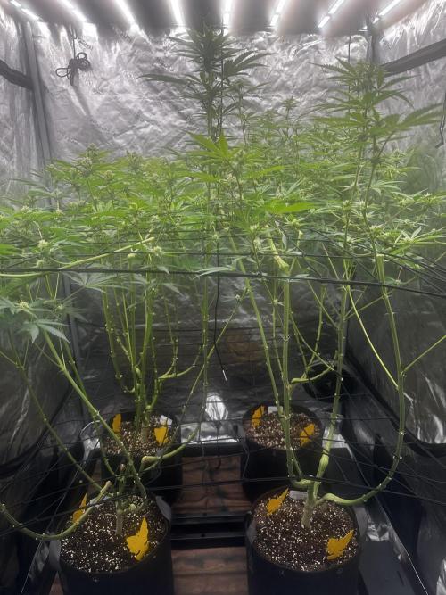 Going for the gusto. Week 11 - Tried to minimize popcorn buds.