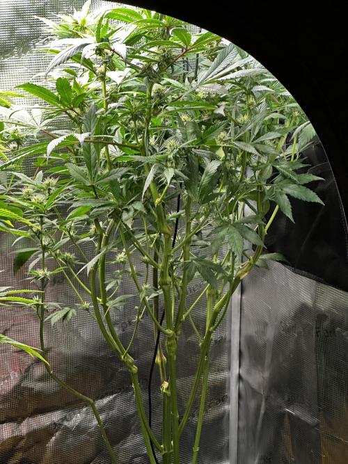 My First Auto. Week 8