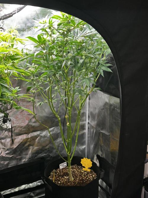 My First Auto. Week 8