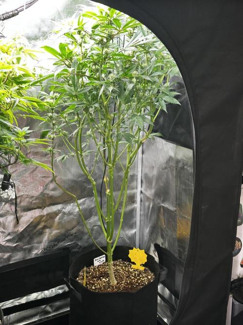 My First Auto. Week 8