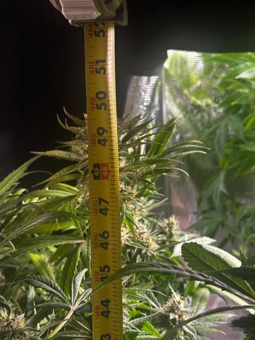 My First Auto. Week 10
