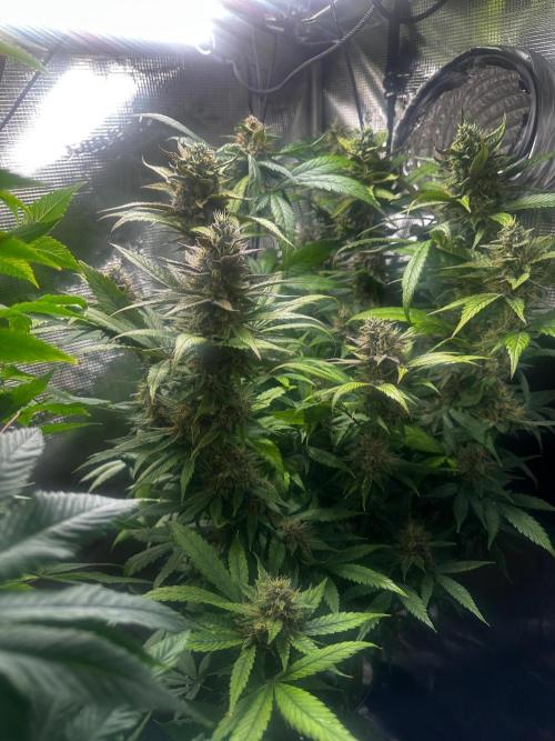 My First Auto. Week 10
