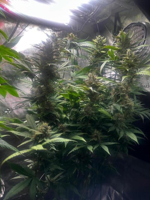 My First Auto. Week 10