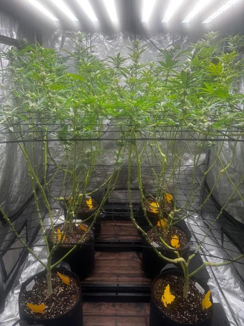Going for the gusto. Week 12