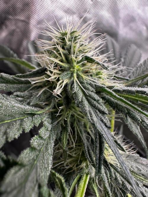 Going for the gusto. Week 12